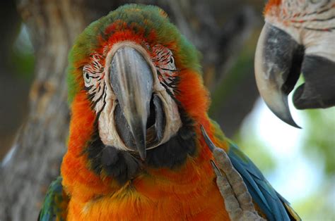 parotting|PARROTING .
